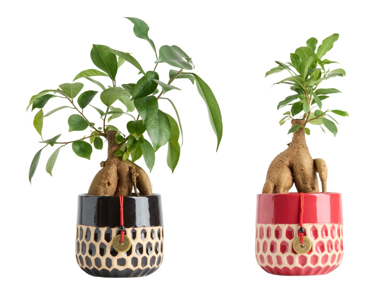 LiveTrends Lucky Snake House plant in 12.0 Ounce(s) Pot 1 -Pack