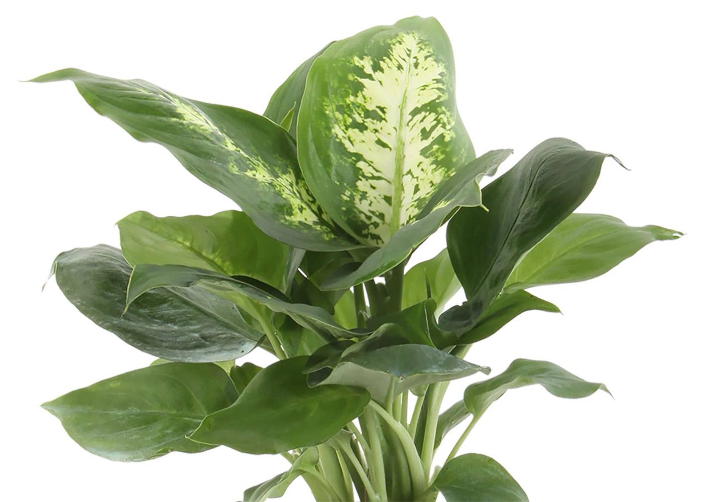Lowe's Foliage House plant in | 568385