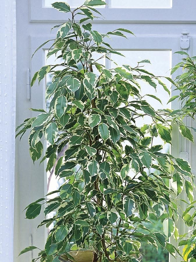Lowe's Ficus House plant in 1.75 Gallon(s) Pot 1 -Pack