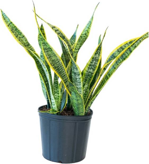 10in Sansevieria