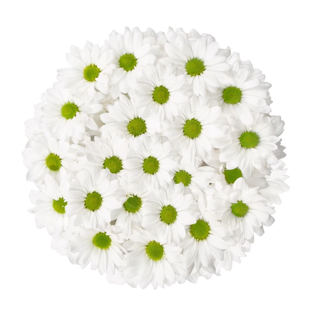Daisy Bunch - White