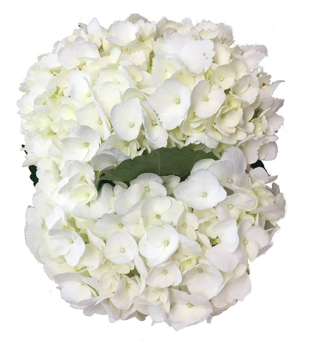 Dierbergs Flowers & Gifts Hydrangea Bouquet (1 ea)