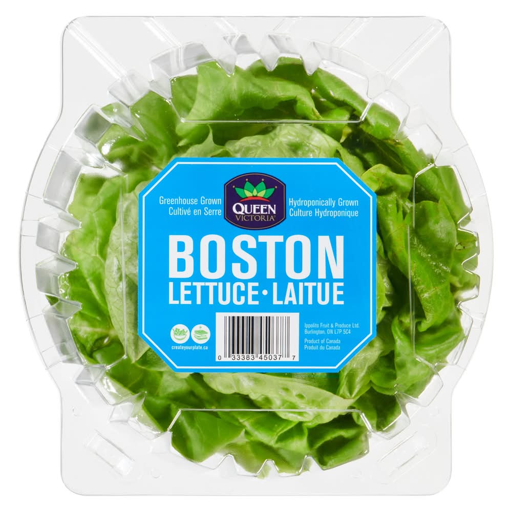 Queen Victoria Boston Lettuce