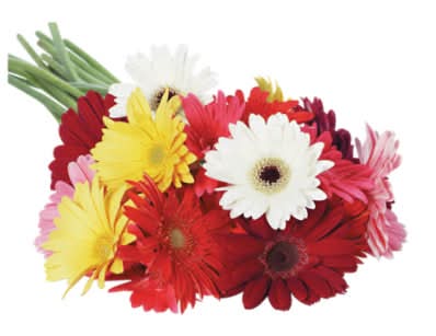Gerbera Daisy 5 Stem - Each (Colors May Vary)