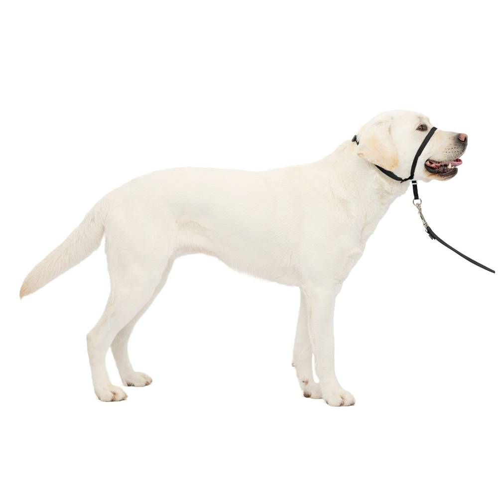 Petsafe Gentle Leader Training Dog Headcollar (large/black)