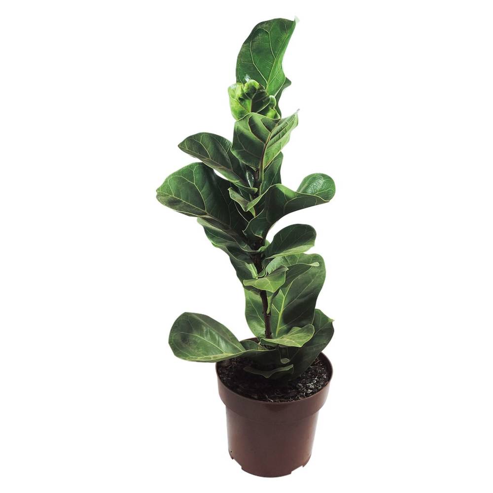 Velling holambra planta ficus lyrata (pote 17)