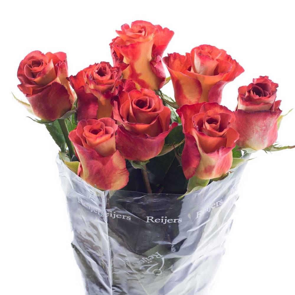Reijers ramalhete de rosas coloridas (1 unidade)