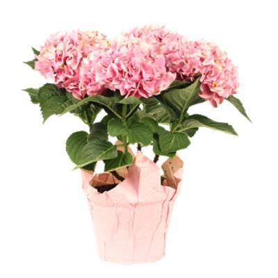 Debi Lilly Hydrangea Flower (6.5 inches/pink)