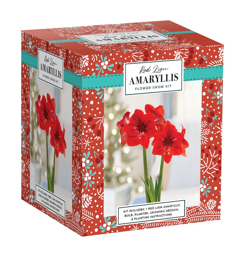 Red Lion Amaryllis Flower Bulb Kit