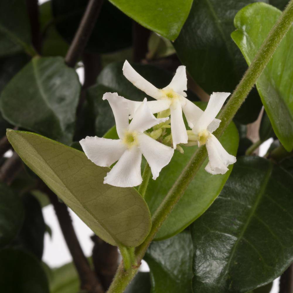 Lowe's 1-Pint Asian Jasmine in Pot | NURSERY