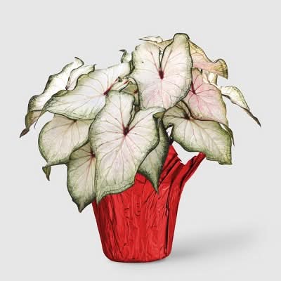 Good Little Garden Live Christmas Caladium Houseplant, 6 in