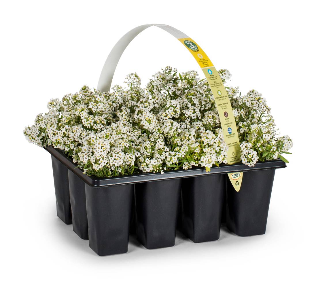 Lowe's Multicolor Alyssum in 12 -Pack Tray | 462565