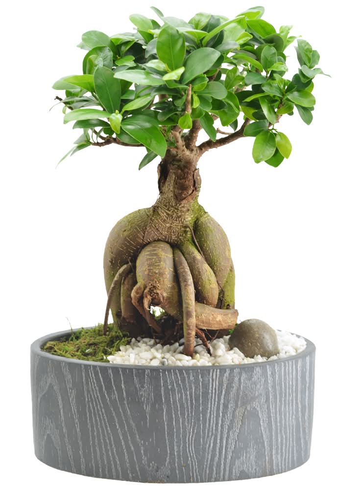 Bonsai - Assorted