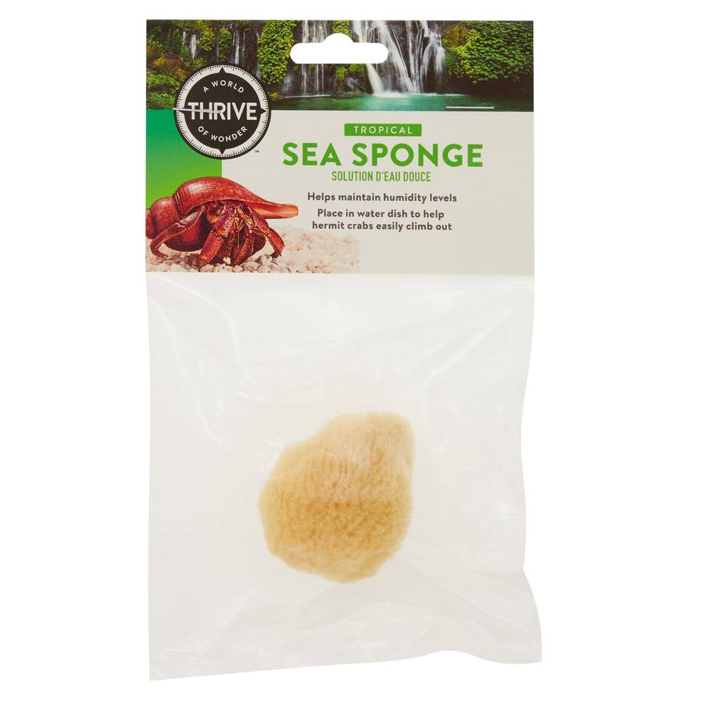 Thrive Tropical Hermit Crab Sea Sponge