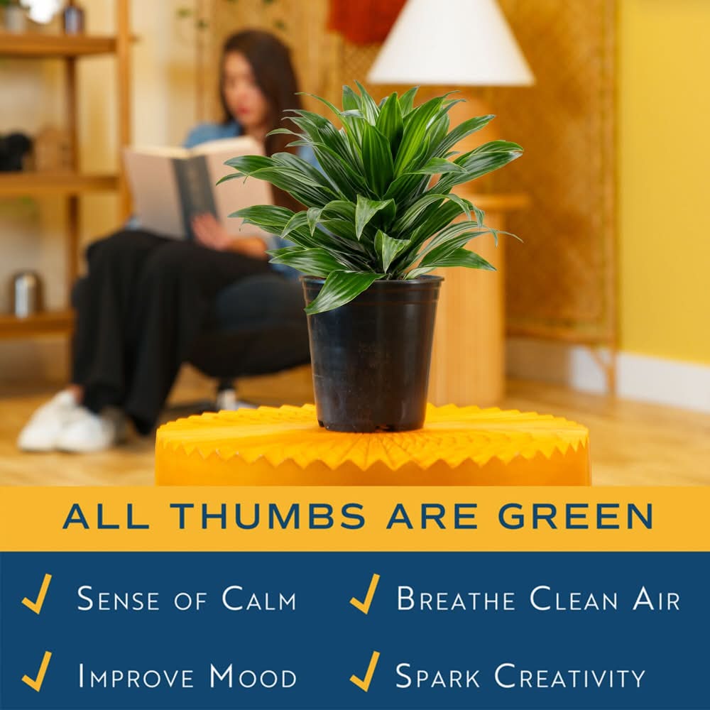 Costa Farms Dracaena House Plant - Thumbnail 3