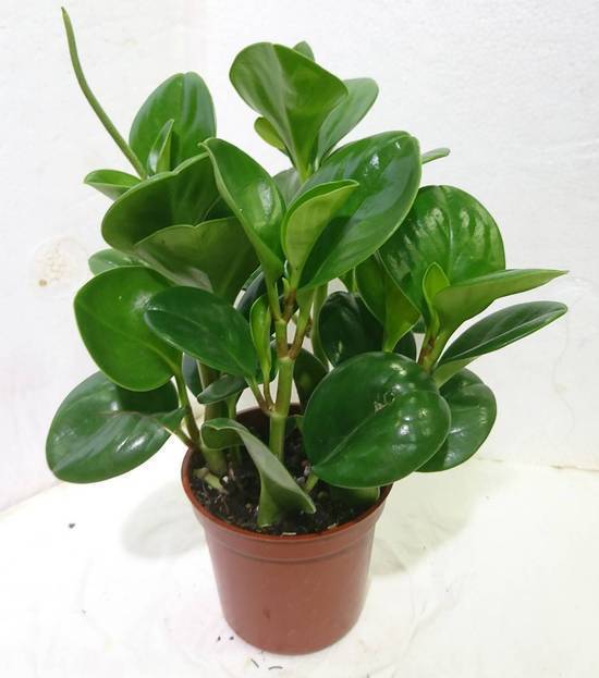 圓葉椒草 3吋/塑膠盆 (44號攤-陳允花研所/A004-15)