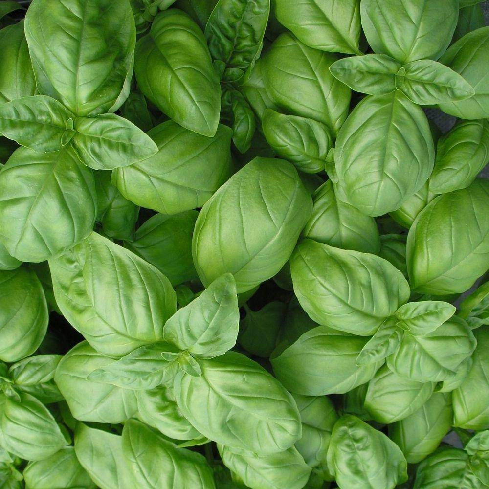 Fresh Basil