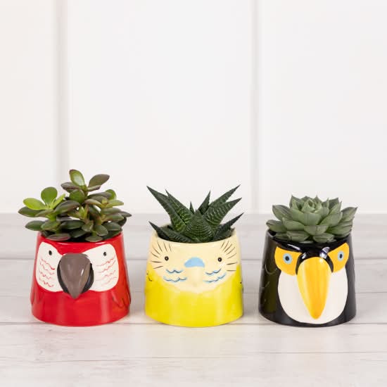 Sainsbury's Novelty Animal Succulent (3 pack)