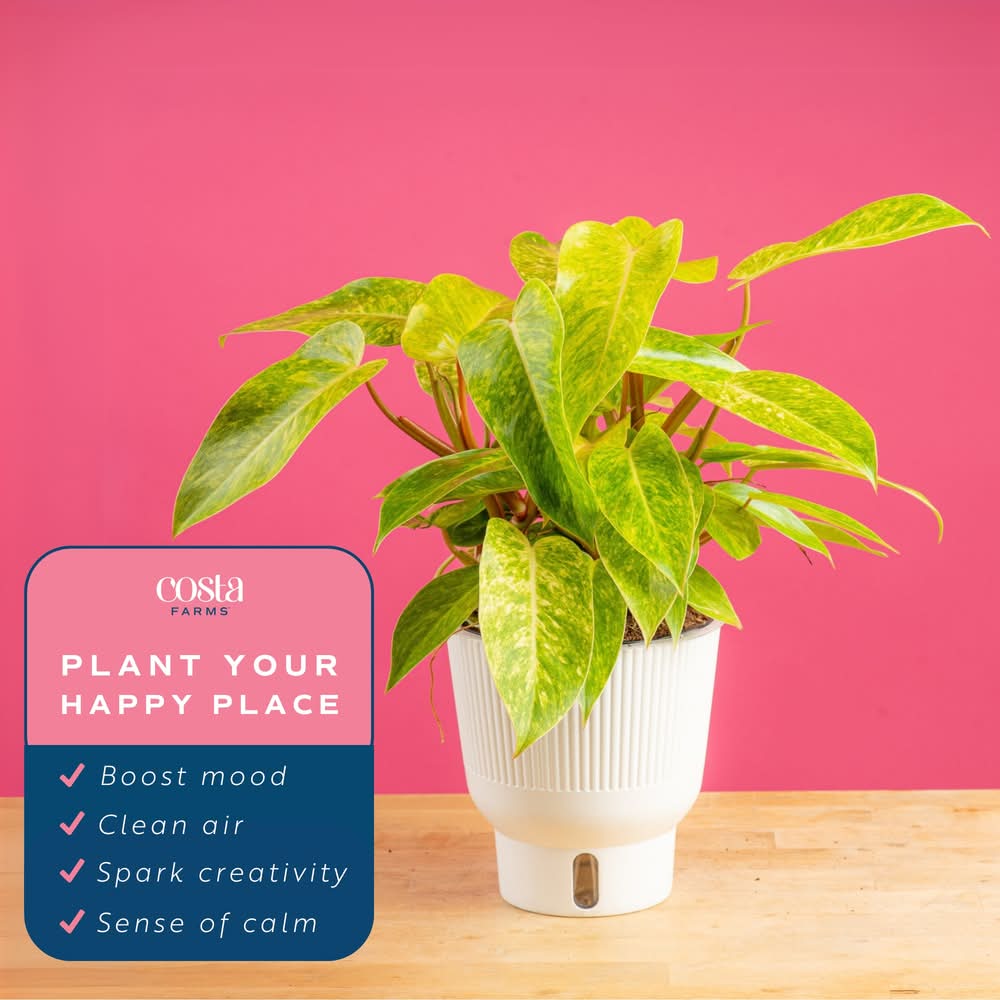 philodendron pink princess for sale Philodendron Pink Princess