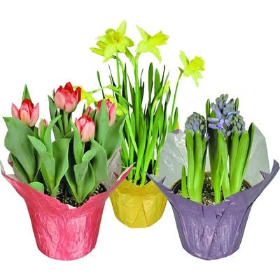 Spring Bulbs, 6-Inch 1.0 EA
