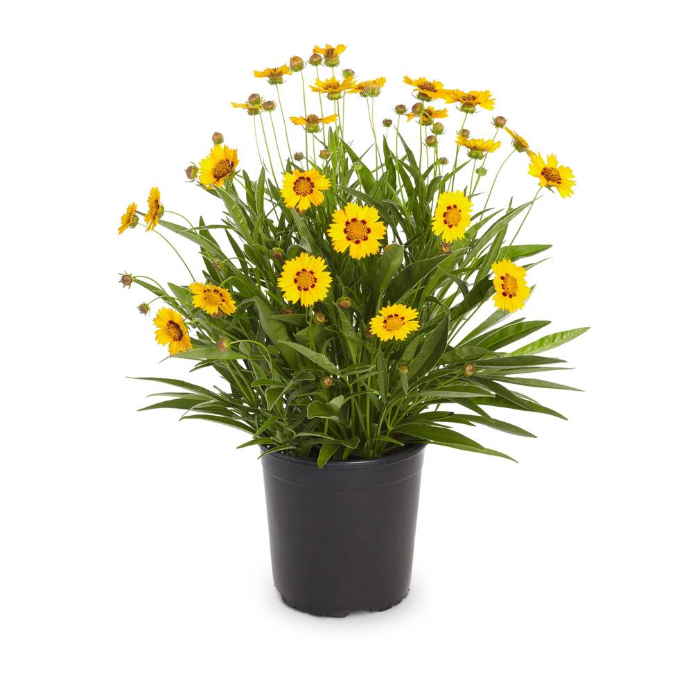 Lowe's Multicolor Coreopsis Plant in 2.5-Quart Pot | NURSERY