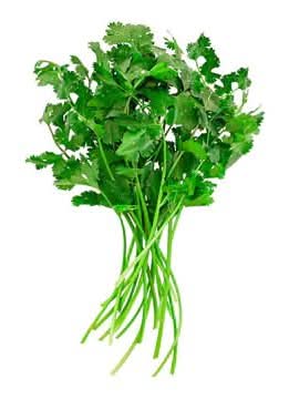 Manojo de cilantro