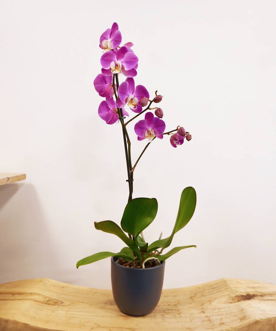 Orchidée rose - 1 tige