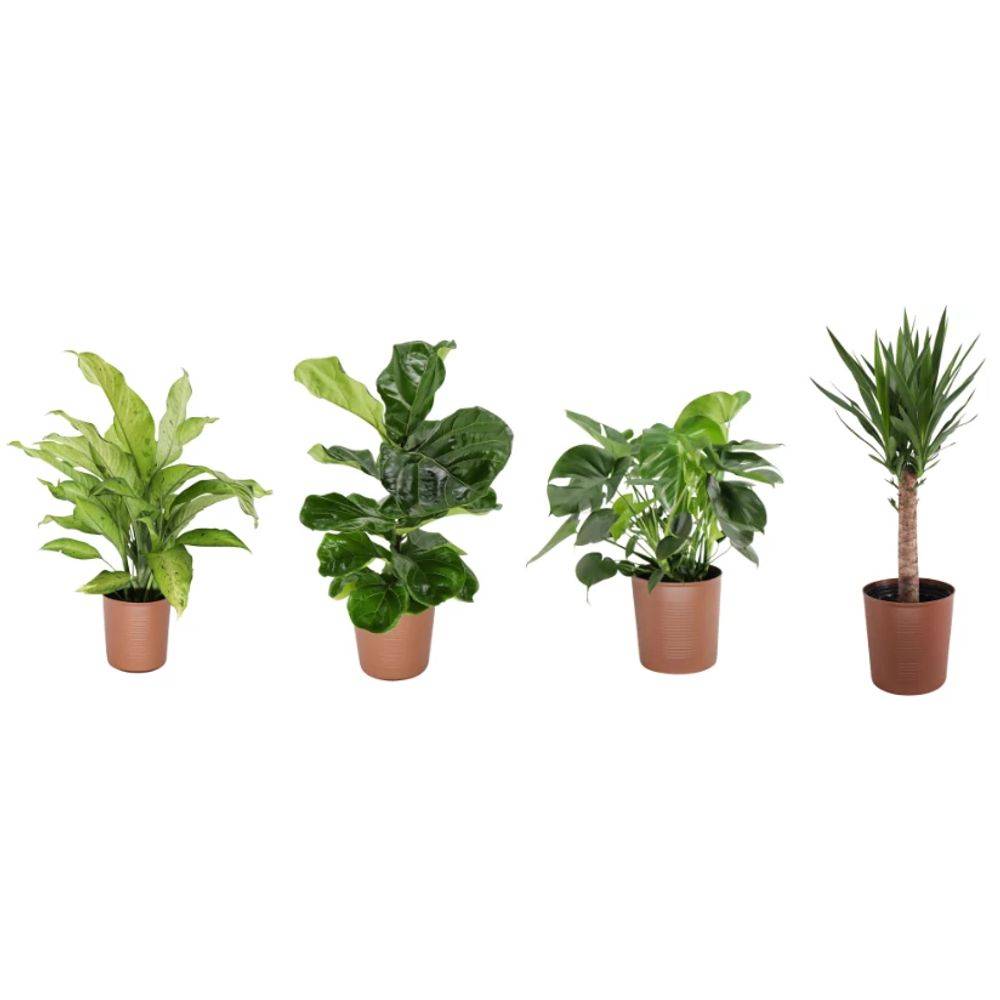 10 Inch Premium Tropical Plant (Selection May Vary)