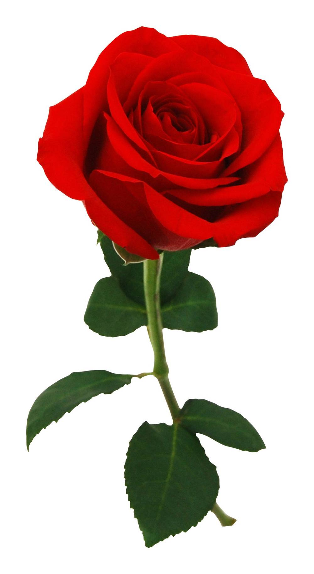 Bouquet De Rose 24 Tiges / Rose 24-Stem Bouquet