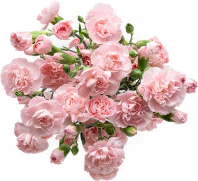 Signature Select Mini Carnations 10 Stem - Each