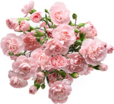 Signature Select Mini Carnations - Each (Color May Vary)
