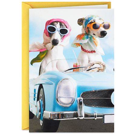 Hallmark Funny Birthday Card (have a sun-in-your-face kind of day dogs) E58, Multi