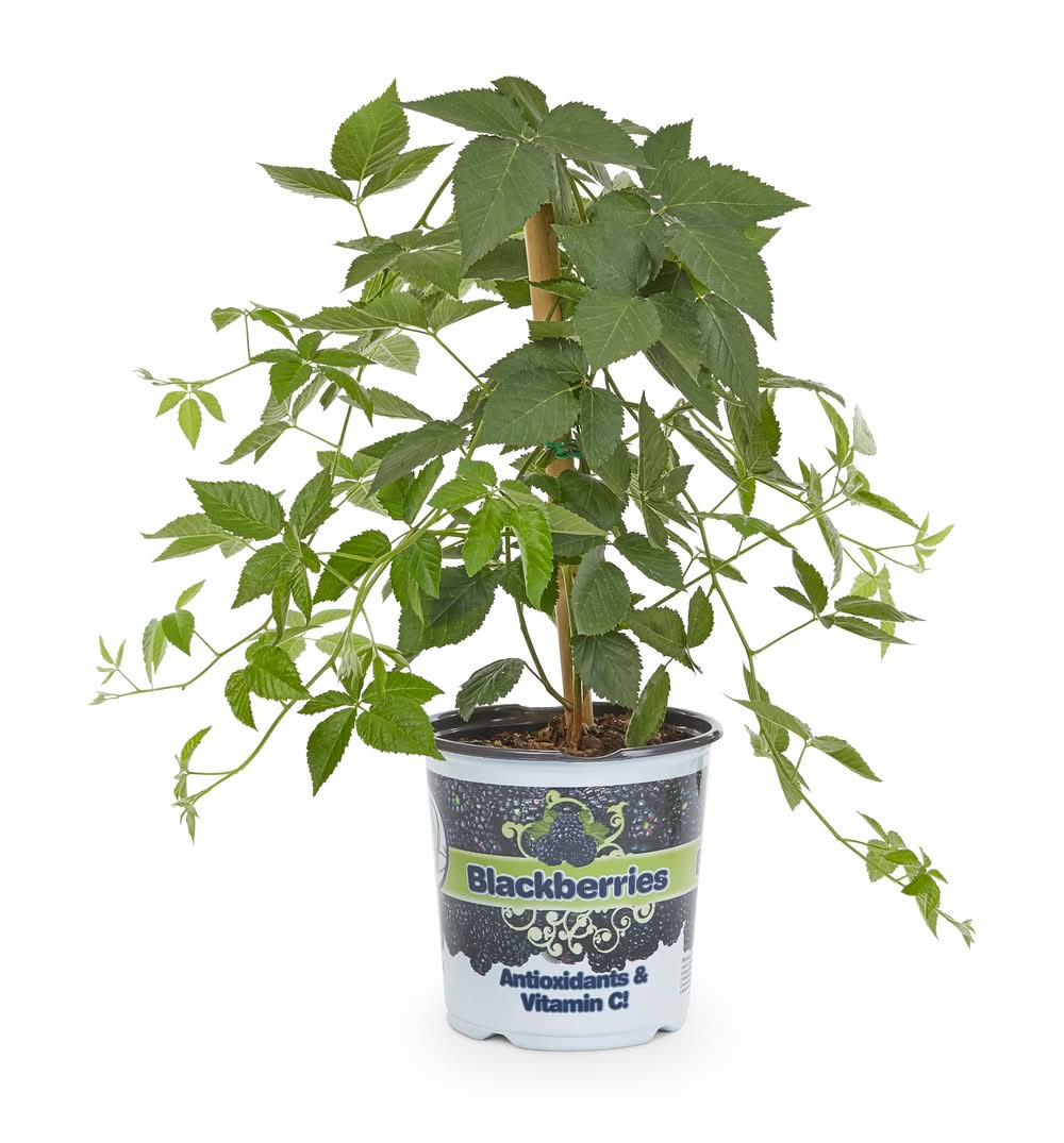 Lowe's Blackberry Plant Feature Shrub in 1 -Gallon Pot with Purple Blooms