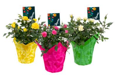 Mini Rose Mexican Mothers Day 6 Inch - Each