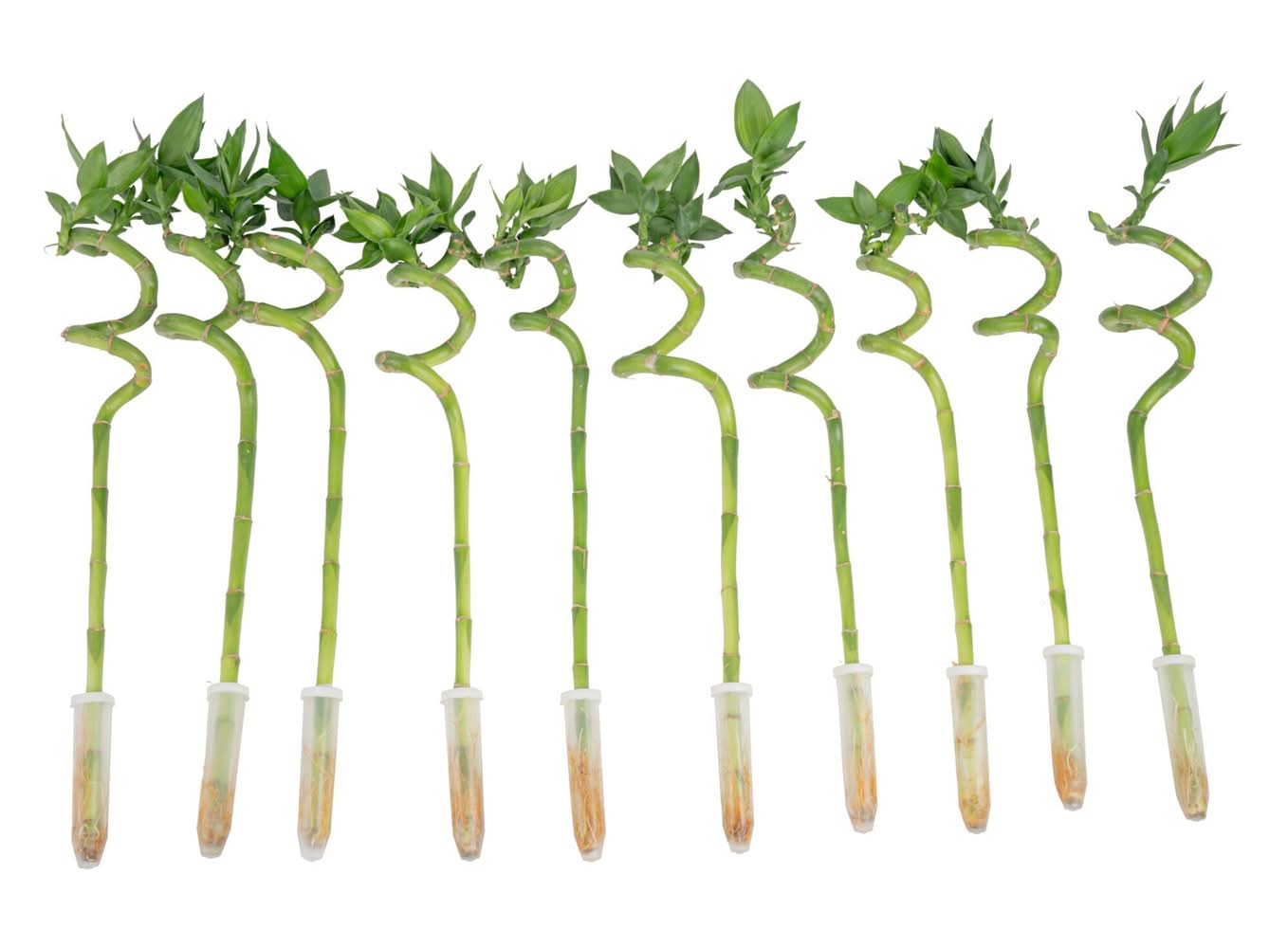 prince orange philodendron Philodendron Prince of Orange starter plant **(ALL plants require you –  GoldenGreeneryCo main image 0