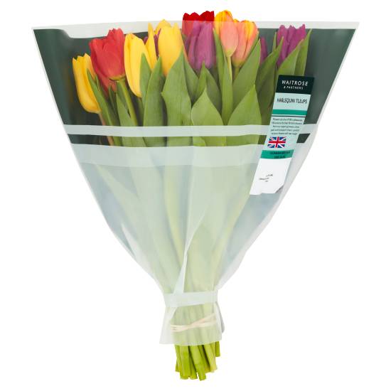 Waitrose & Partners Harlequin Tulips