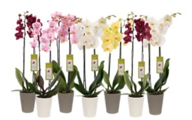 Overjoyed Boutique Assorted Orchid Potted Houseplants, 5 in (7 ct)