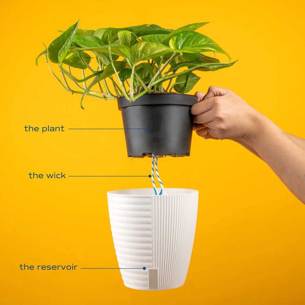 Costa Farms Assorted Philodendron House Plant in 1.4 Qt Self Watering Pot  Delivery Near Me | Order Online | Uber Eats