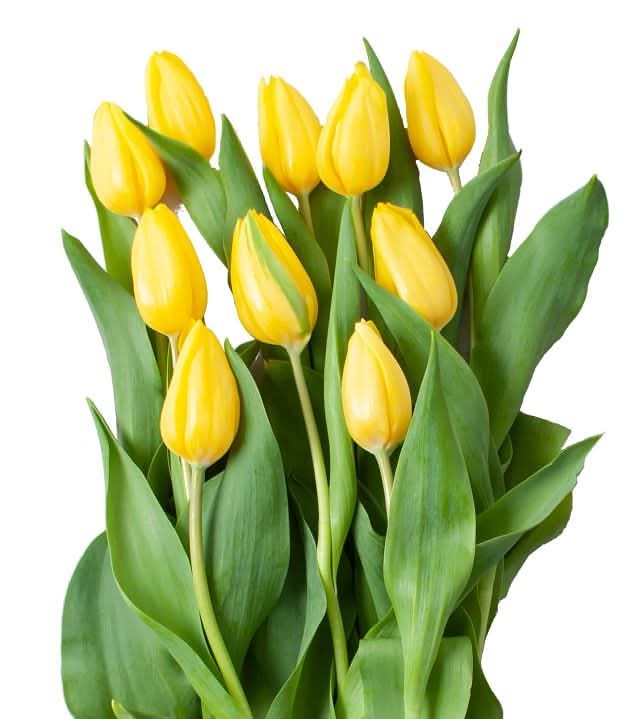 Yellow Tulip Bunches