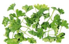 Curly Parsley 