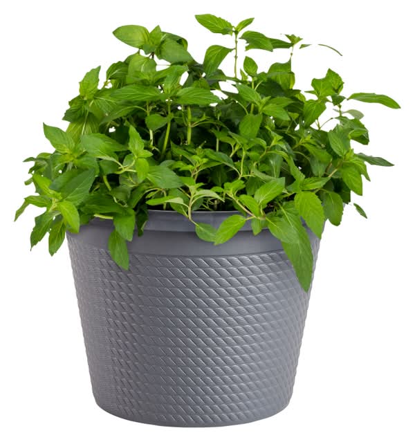 Bonnie Plants Sweet Mint 8-inch