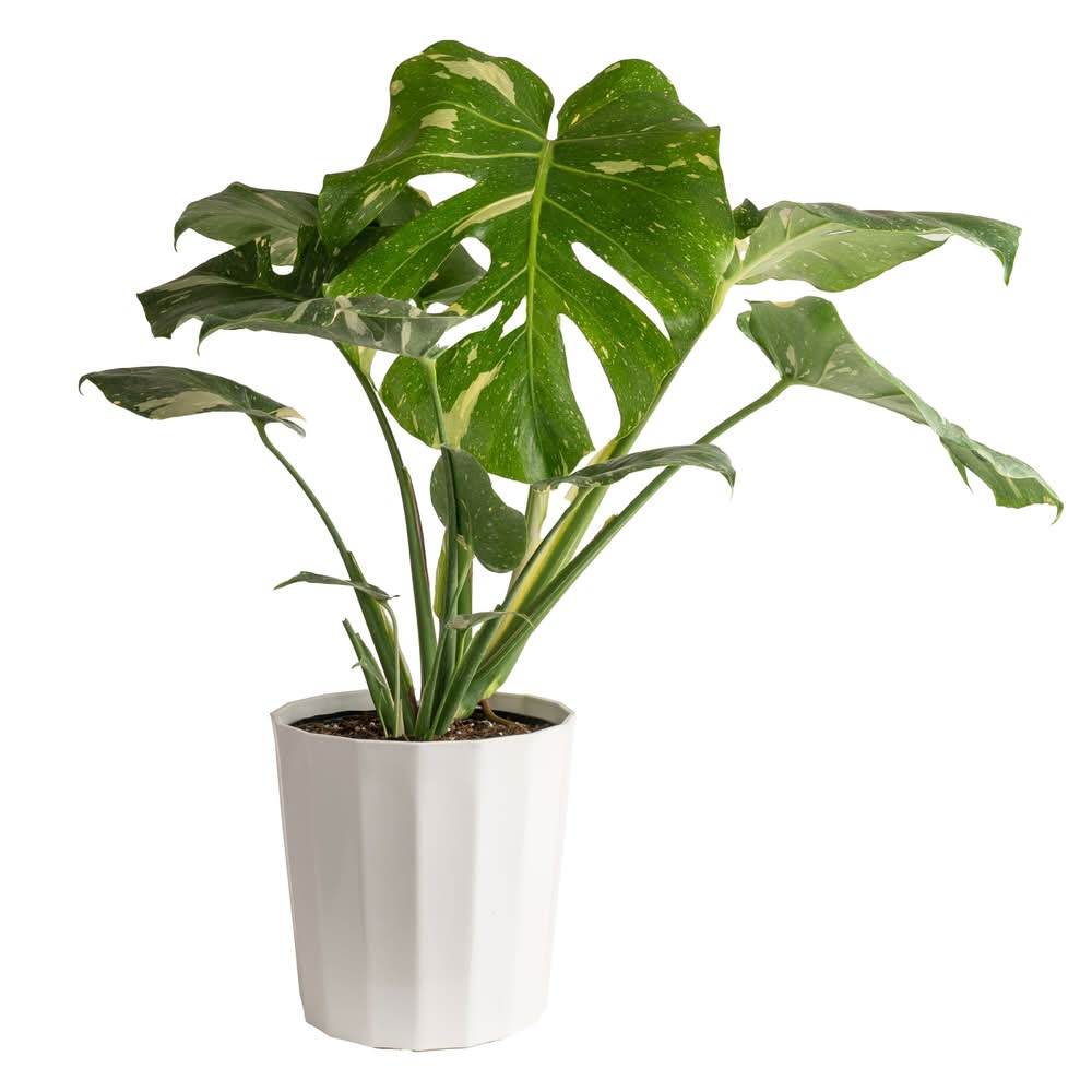Costa Farms Trending Tropicals Monstera Thai Constellation House plant in 1.72 Gallon(s) Planter 1 -Pack