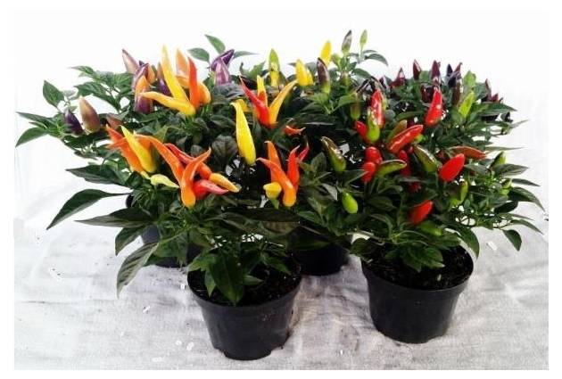 Holambra pimenta ornamental (pote 14)