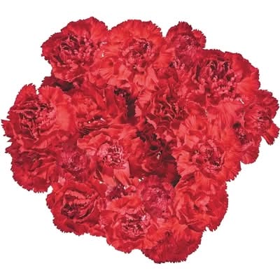 Mini Carnation Bunch 1.0 EA