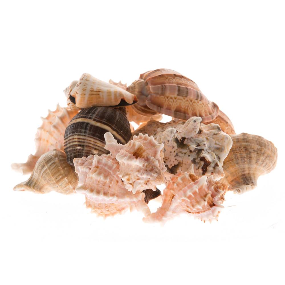 Zoo Med Mixed Fancy Hermit Crab Shells