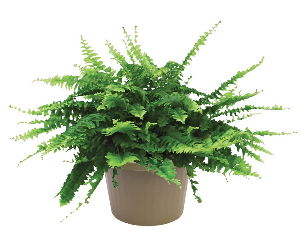 8" Foliage Assorted Varieties