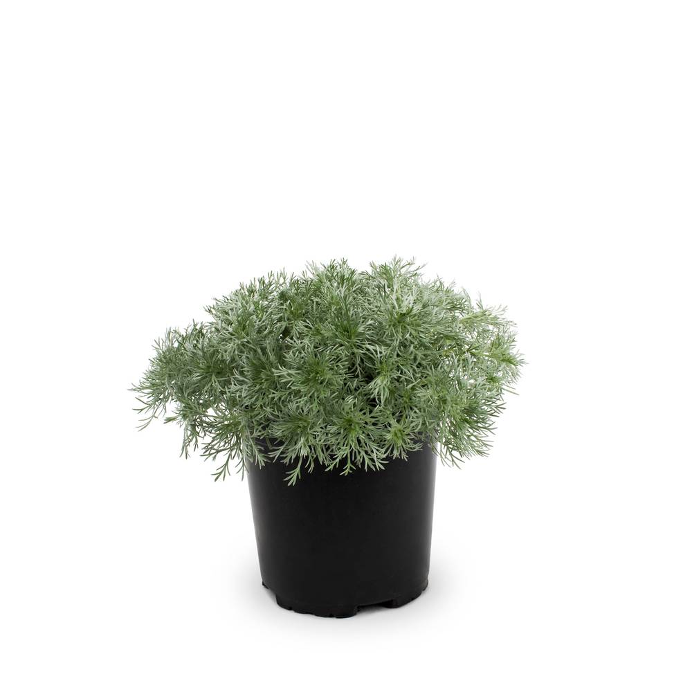 Lowe's Multicolor Artemisia Plant in 2.5-Quart Pot | NURSERY