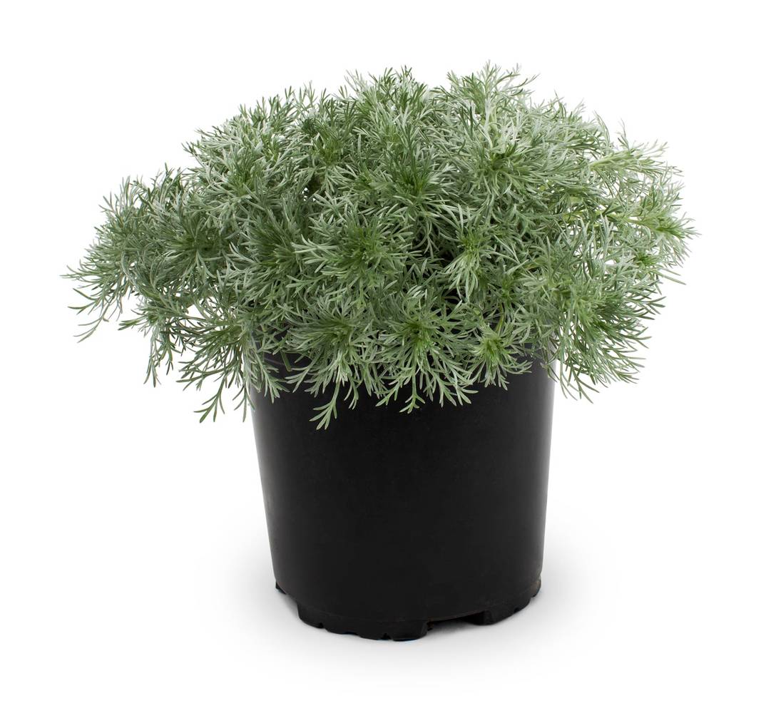 Lowe's Multicolor Artemisia Plant in 2.5 -Quart Pot 1 -Pack | 418269