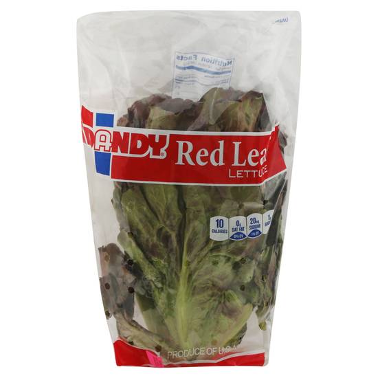 Dandy Red Leaf Lettuce