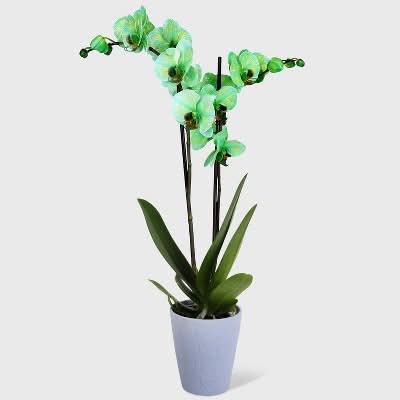 Good Little Garden Watercolor Orchid Green in Decorative Planter Pot, 5 in